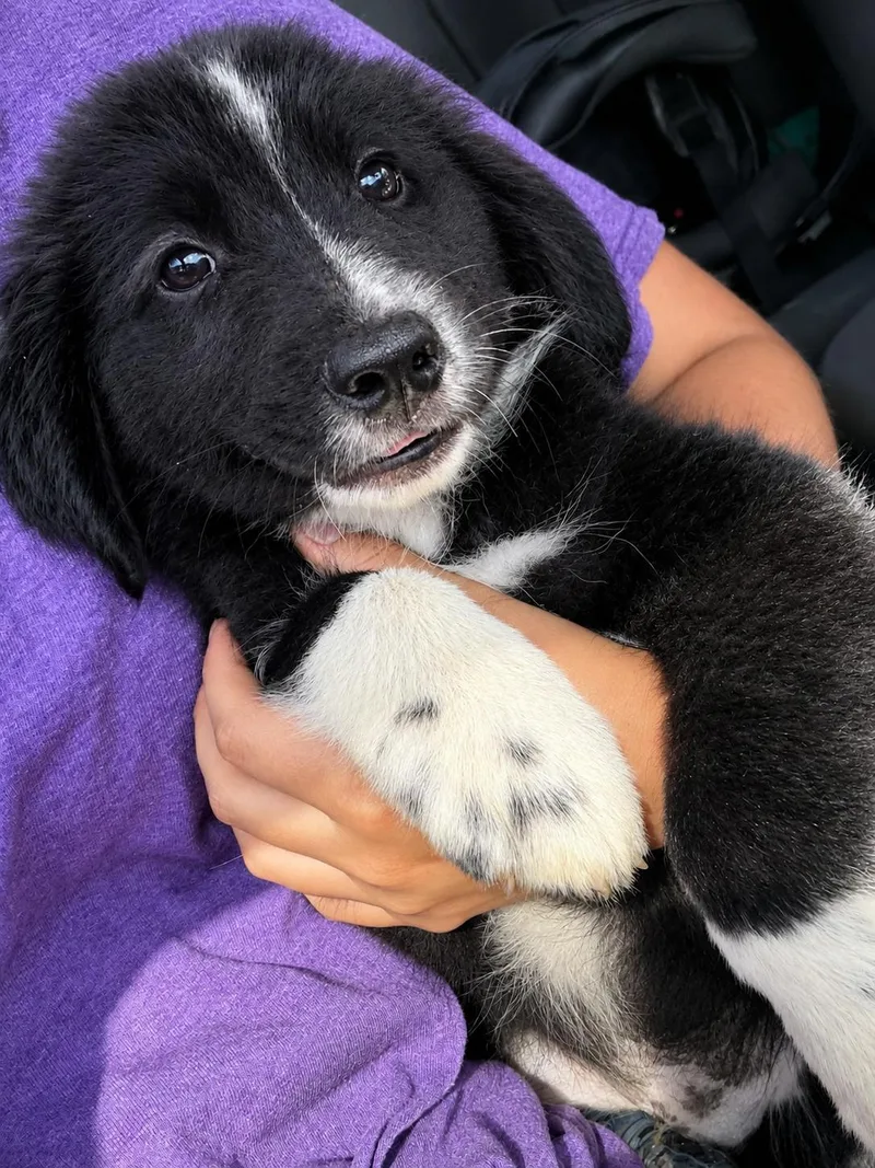 Oreo