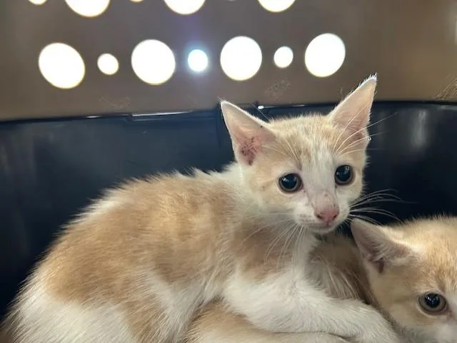 A baby small-sized female Domestic Short Hair cat named A for adoption in Ocala, FL