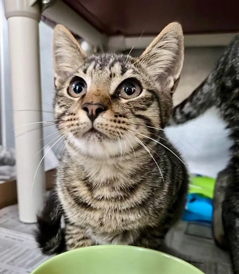 A baby medium-sized male Domestic Short Hair cat named Ac for adoption in Cincinnati, OH