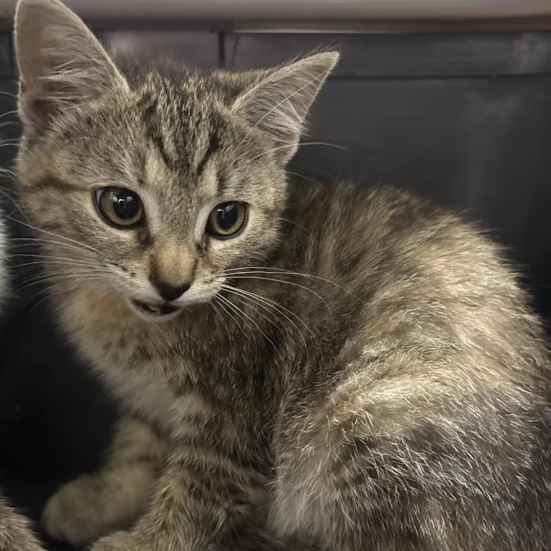 A baby small-sized female Brown / Chocolate Domestic Short Hair cat named Maroon for adoption in Morganton, NC