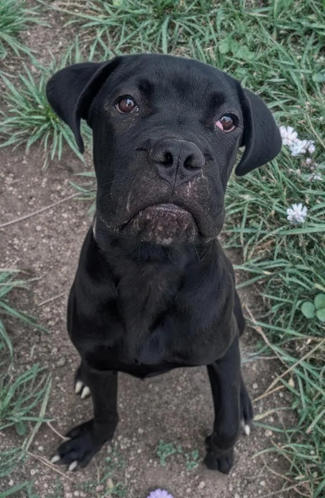 A baby extra large-sized male Cane Corso dog named TobyCorso Puppy! for adoption in Fort Myers, FL
