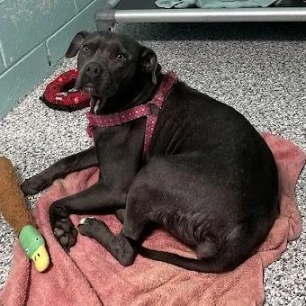 An adult small-sized female Gray / Blue / Silver Mixed Breed dog named D for adoption in Port Charlotte, FL