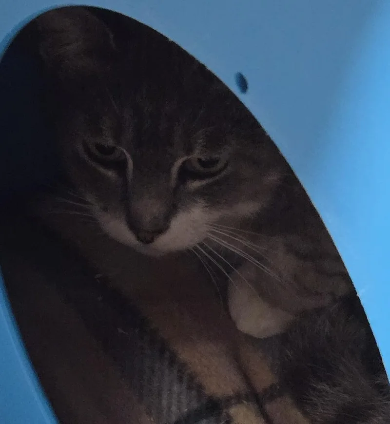 A senior medium-sized female Domestic Short Hair cat named Nanny for adoption in Windsor, CT