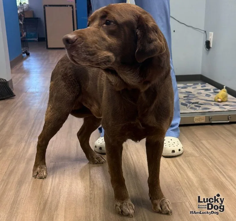 An adult large-sized male Labrador Retriever dog named Jiziah for adoption in Washington, DC