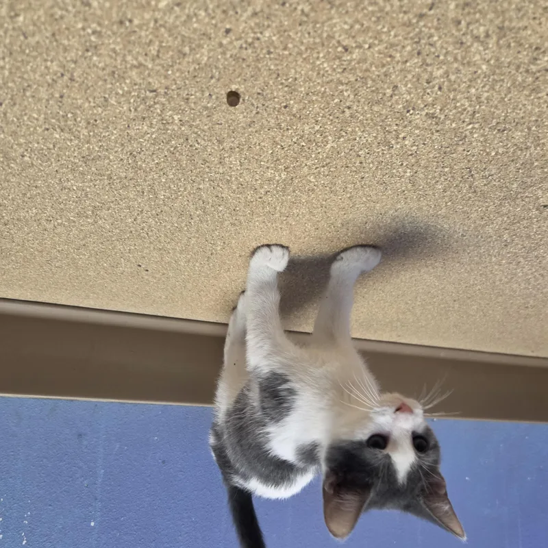 A baby small-sized female Gray & White Domestic Short Hair cat named Meeko for adoption in Brookings, SD