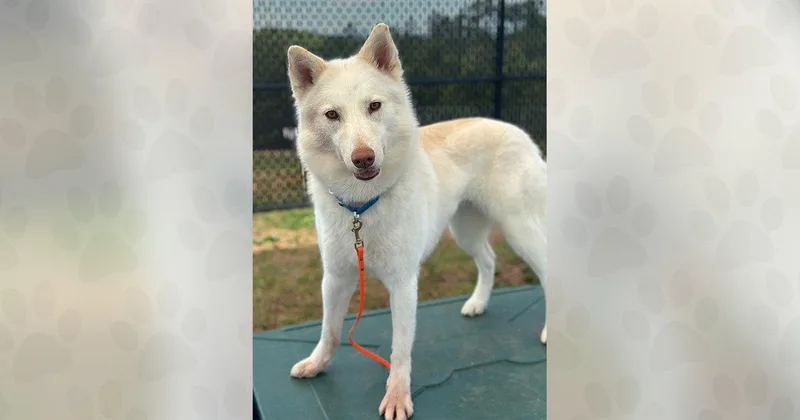An adult medium-sized female Mixed Breed dog named Kida for adoption in Weaverville, NC