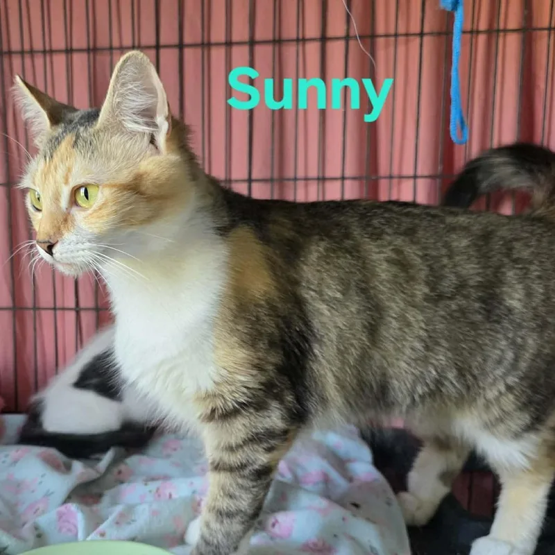 Sunny thumbnail 2