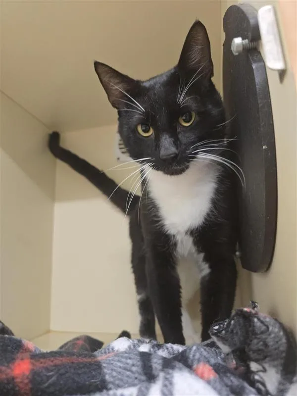 An adult large-sized male Domestic Short Hair cat named Tex for adoption in Prince Frederick, MD