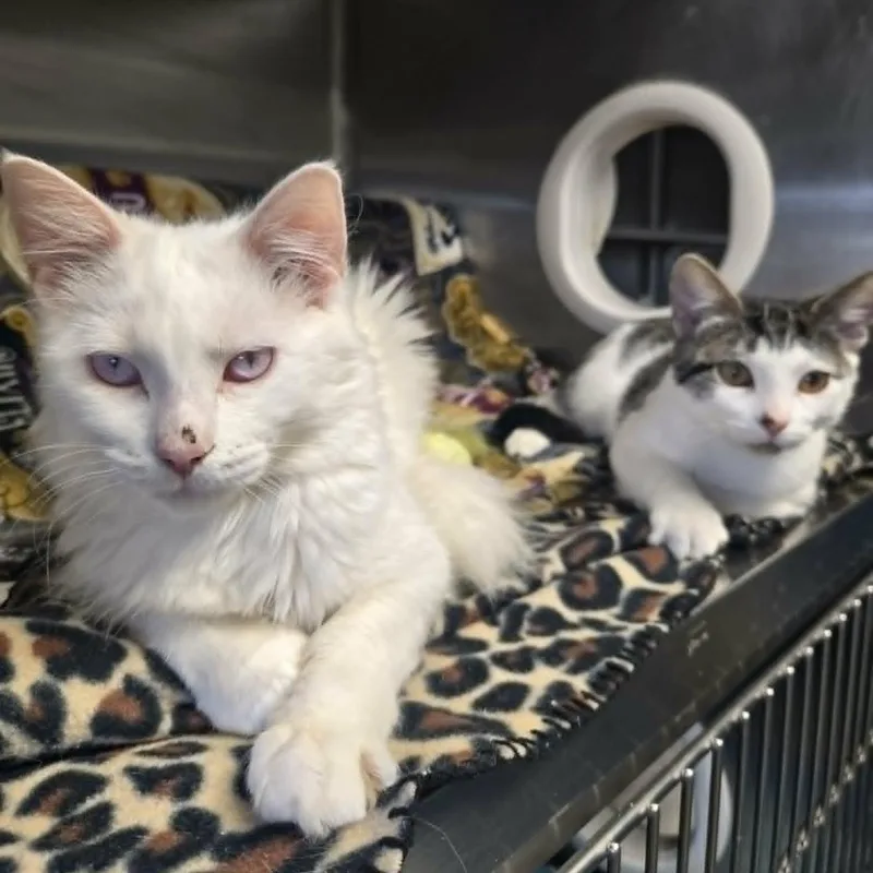 Miracle and Oreo thumbnail 2
