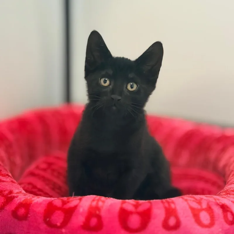 A baby small-sized male Black Domestic Short Hair cat named Onyx for adoption in Watertown, NY
