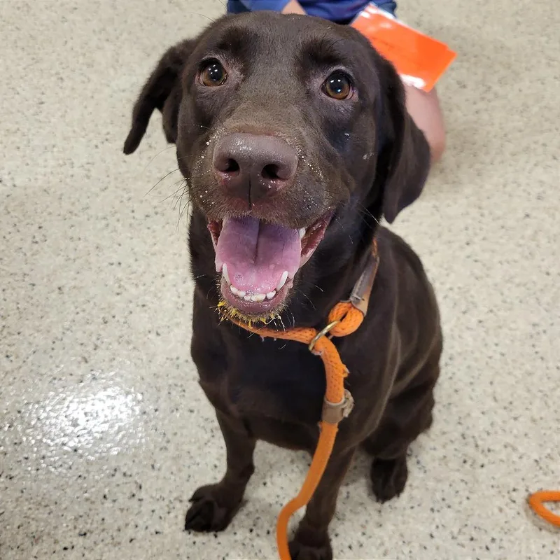 An adult medium-sized female Brown / Chocolate Chocolate Labrador Retriever dog named Bella for adoption in Nashville, IN