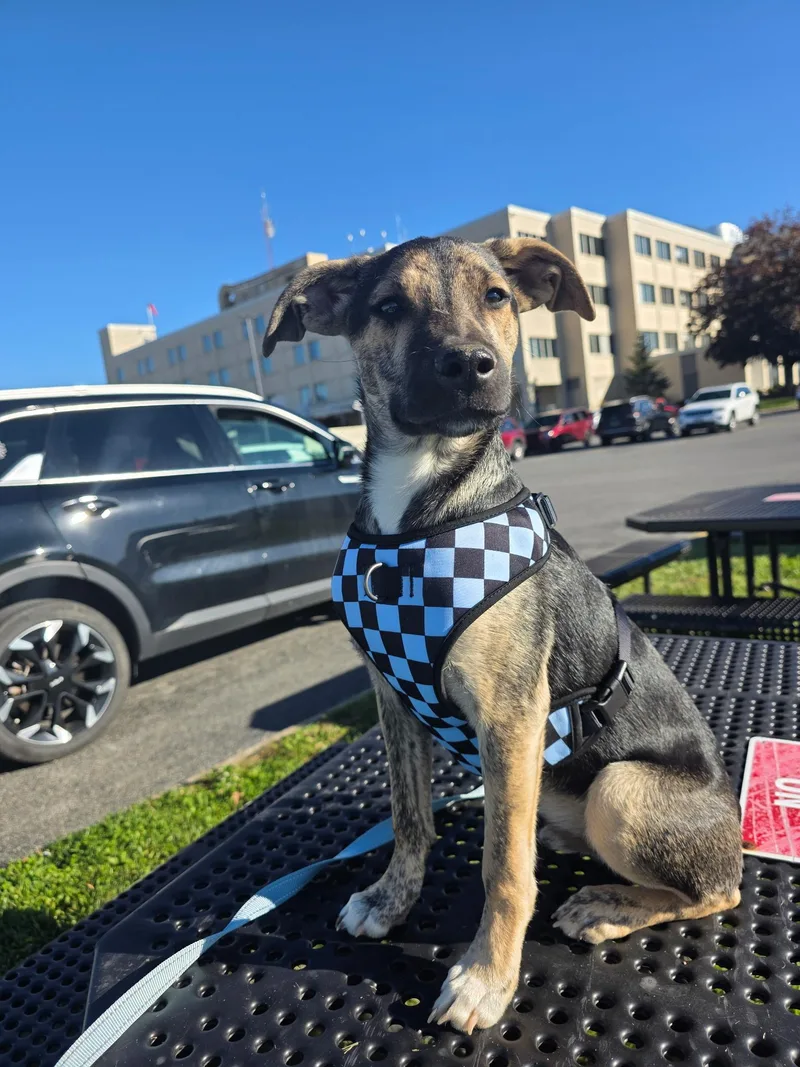 A baby small-sized male Brindle Mixed Breed dog named Knuckles for adoption in Charleston , WV