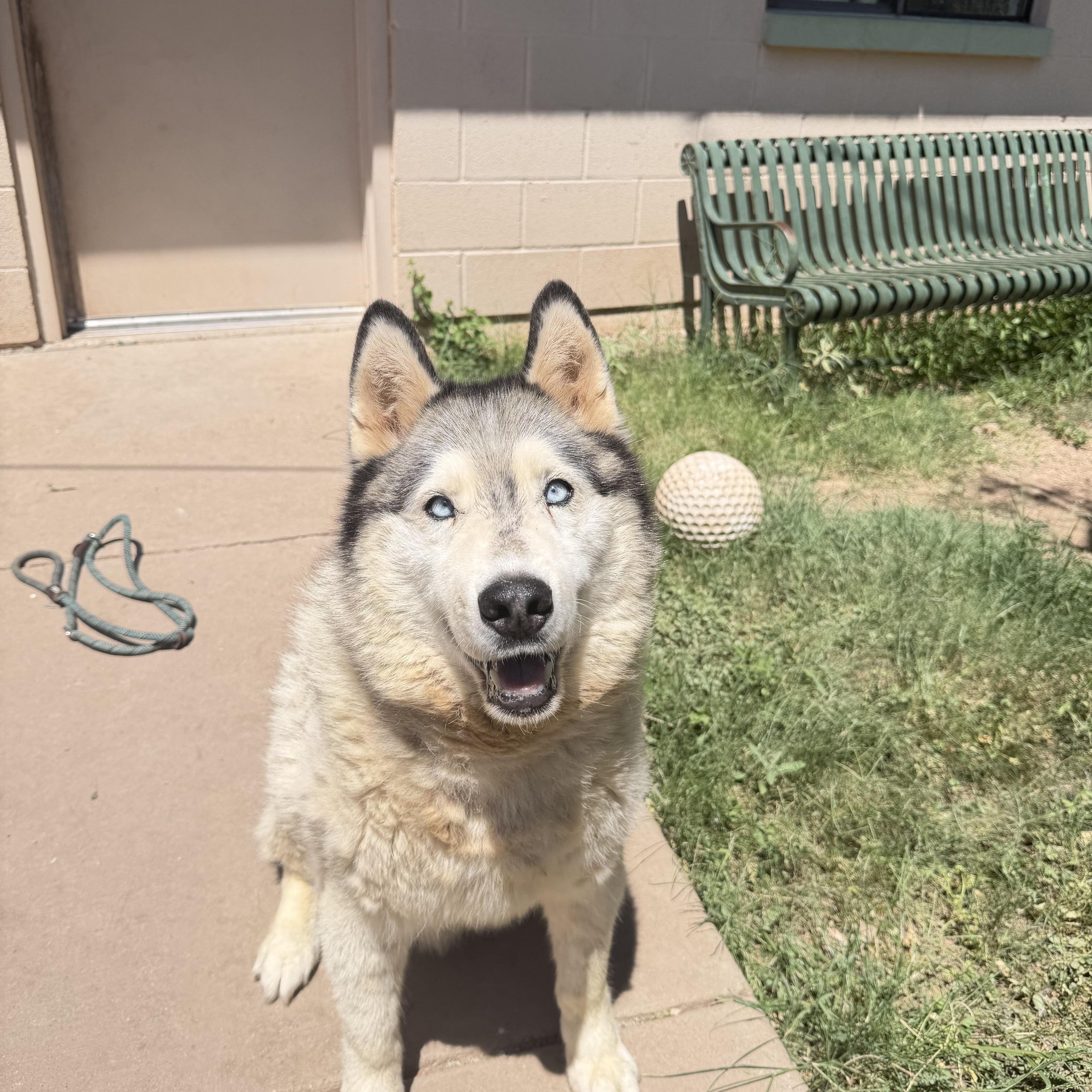 A senior large-sized male White / Cream Siberian Husky dog named Milo for adoption in Bisbee, AZ