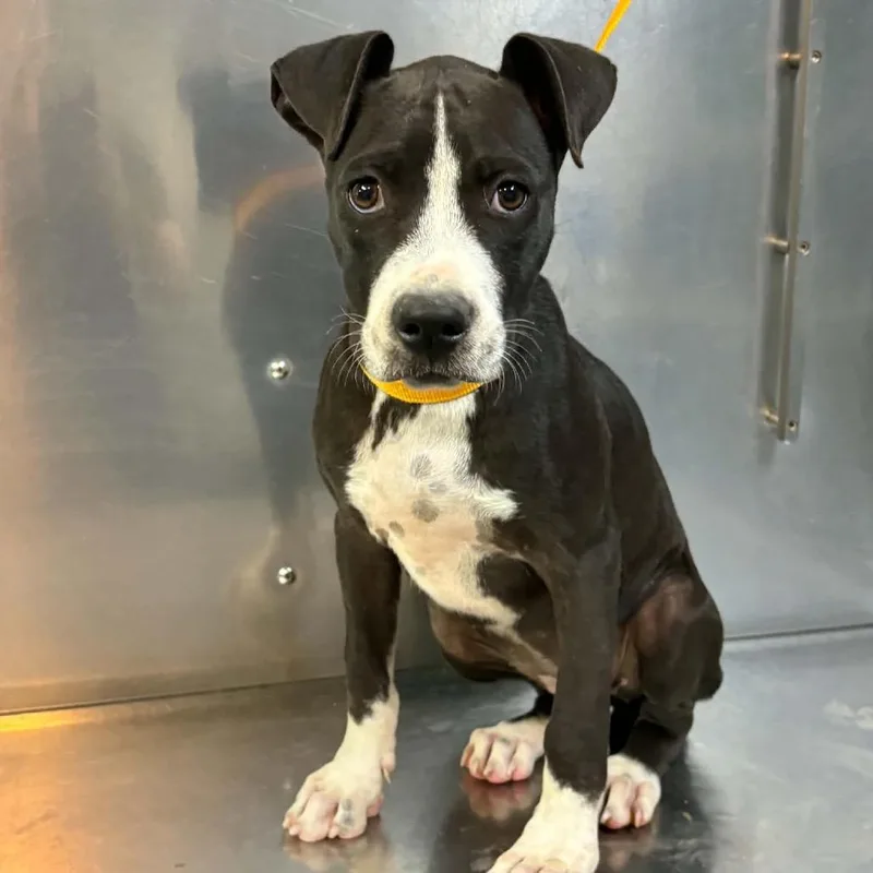 A baby medium-sized female White / Cream Pit Bull Terrier dog named DeOpera for adoption in Griswold, CT