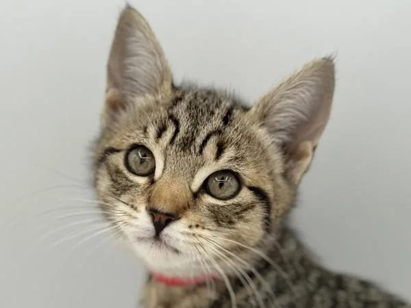 A baby small-sized female Domestic Short Hair cat named Indigo for adoption in Portland, OR