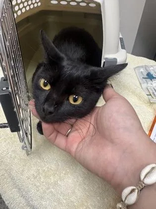 A baby small-sized female Black Domestic Short Hair cat named Silhouette for adoption in Sacramento, CA