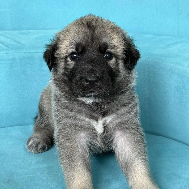 A baby large-sized female Anatolian Shepherd dog named GOLDIELocal for adoption in Warwick, RI