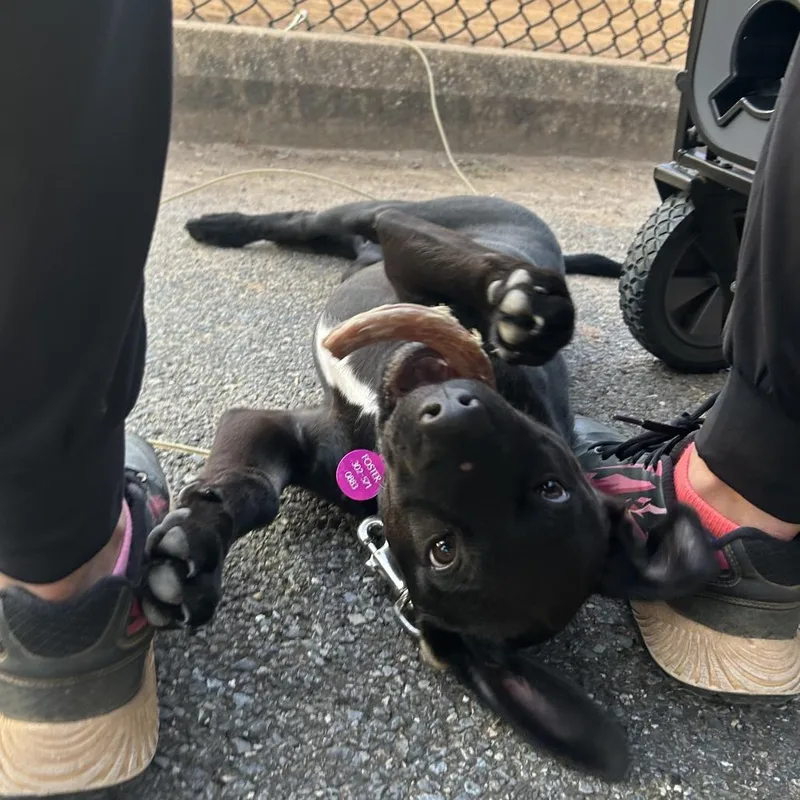 A baby small-sized male Labrador Retriever dog named Smedley for adoption in Newark, DE