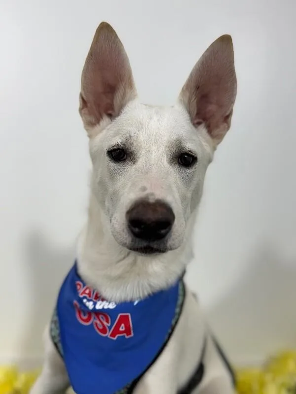 A baby medium-sized male White / Cream Carolina Dog dog named Pickles for adoption in Carlsbad, CA