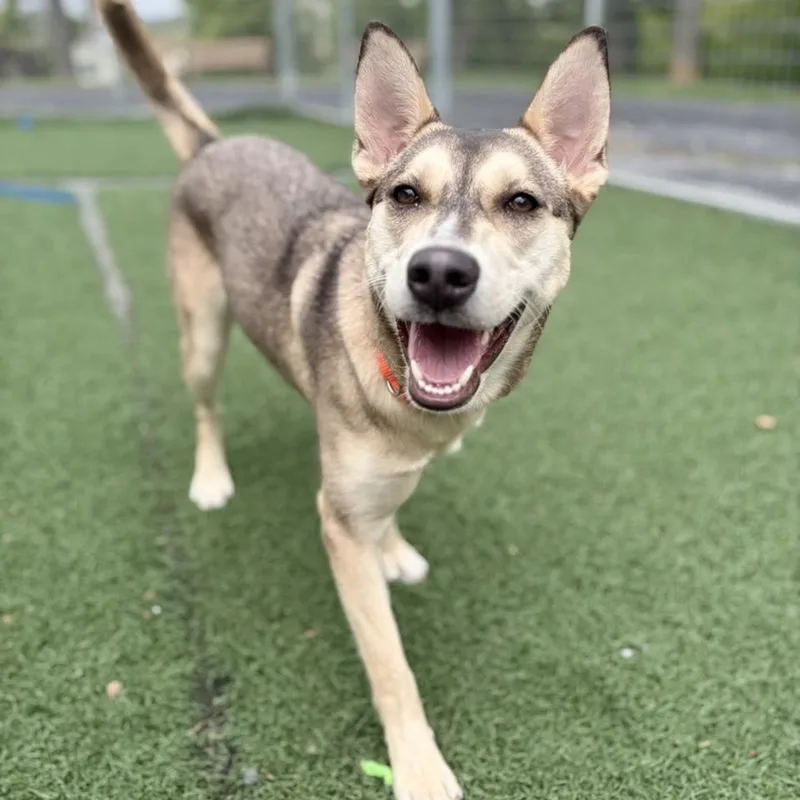 A baby medium-sized female Husky dog named Rumi for adoption in Whitehall, PA