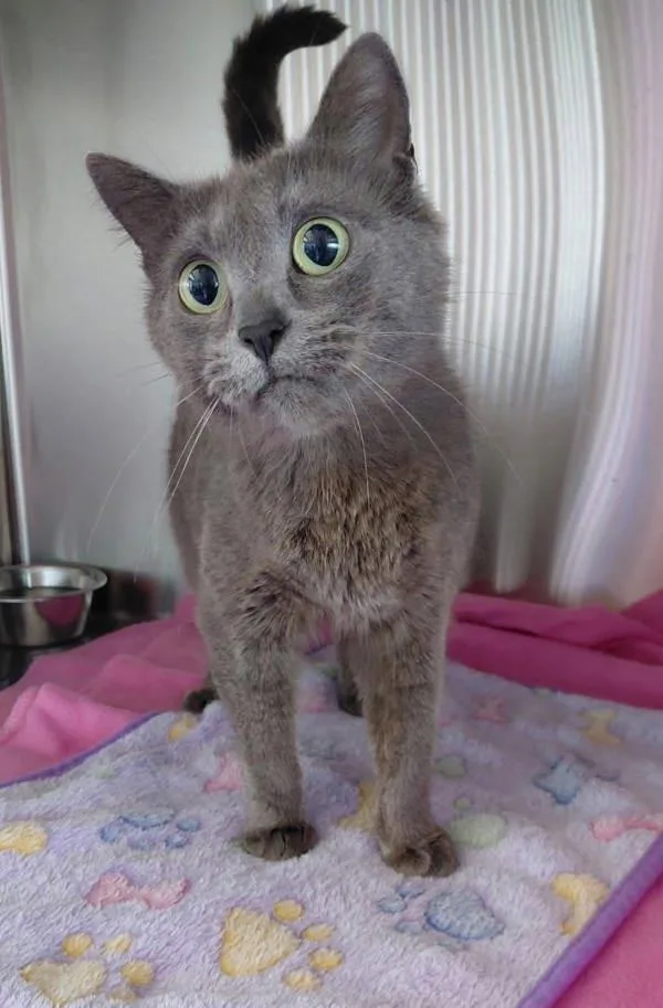 An adult medium-sized female Domestic Short Hair cat named Polly for adoption in McMinnville, OR