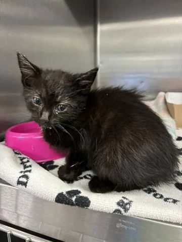 A baby small-sized female Domestic Medium Hair cat named Sally for adoption in San Martin, CA