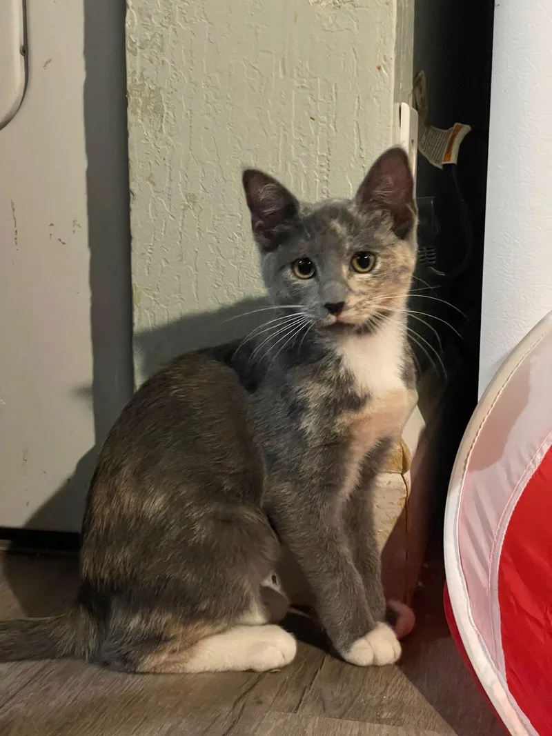 Dionne And Cher thumbnail 3