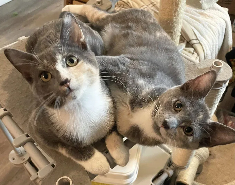 Dionne And Cher thumbnail 4