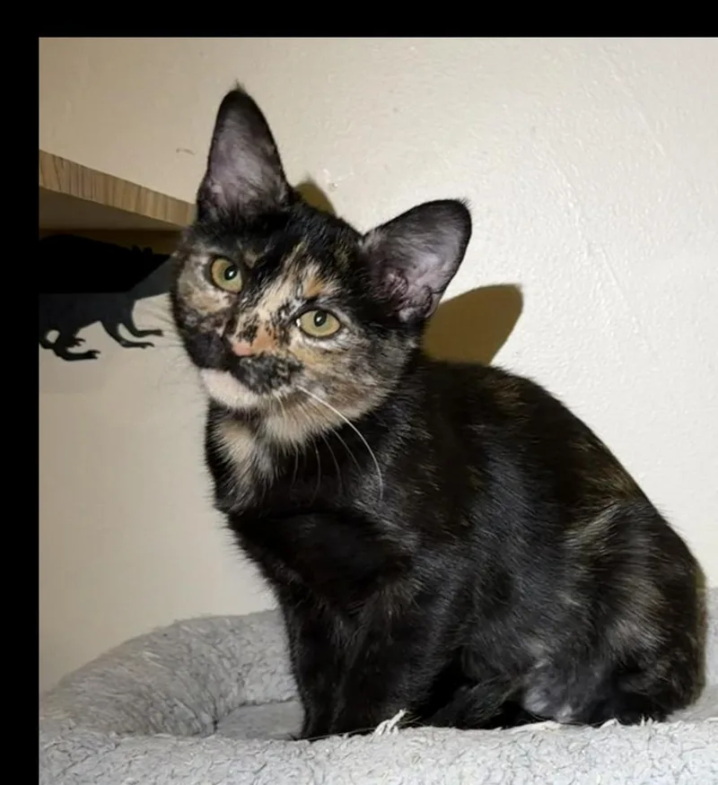 A baby small-sized female Domestic Short Hair cat named Claire for adoption in Wellington, FL