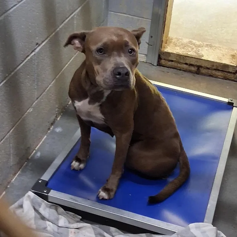 An adult medium-sized female Mixed Breed dog named Debbie for adoption in Summerville, SC