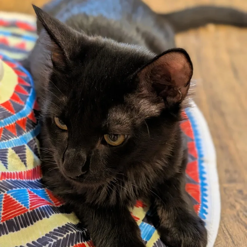 Paulie