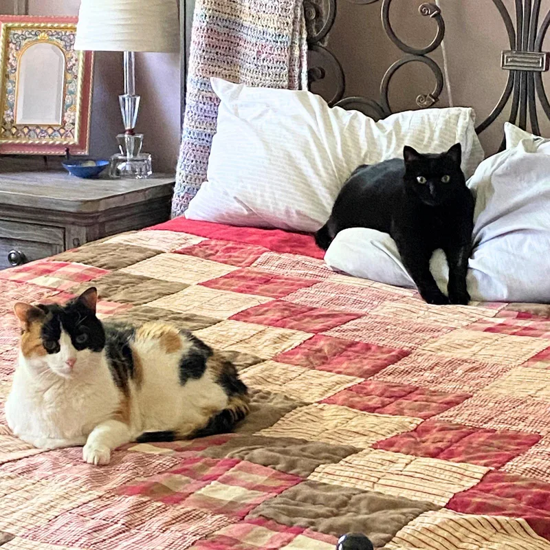 A senior medium-sized female Domestic Short Hair cat named Boo & Scout for adoption in Brooklyn, NY