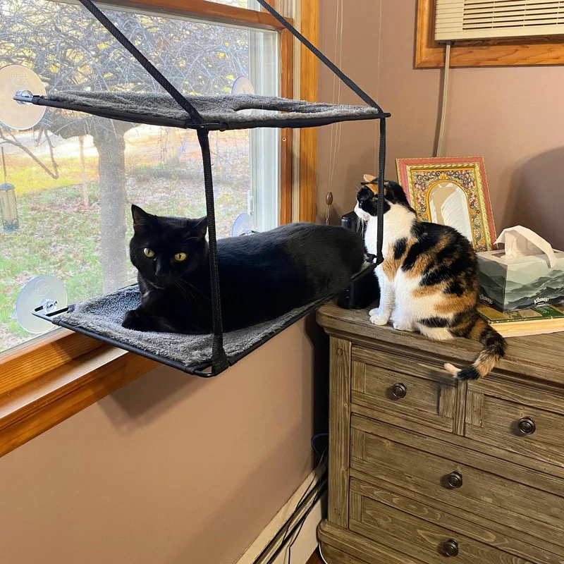 Boo & Scout thumbnail 2
