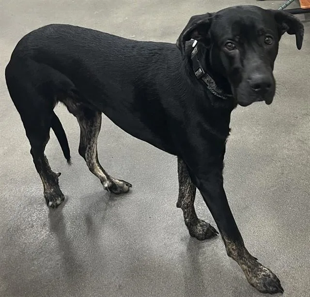 A young extra large-sized male Great Dane dog named Milo for adoption in Upper Marlboro, MD