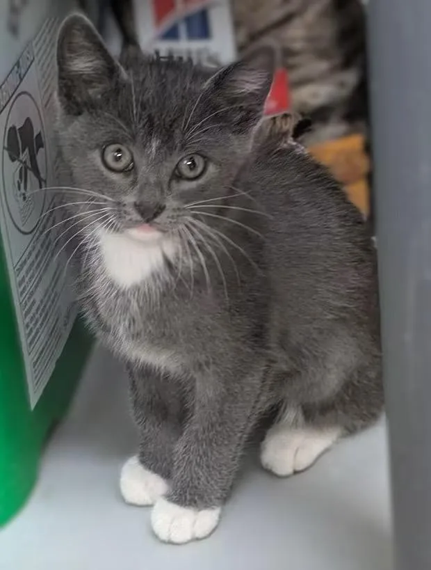 A baby medium-sized female Gray & White Domestic Short Hair cat named Skye for adoption in Carthage, IL