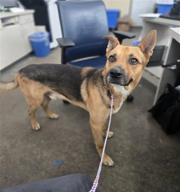A young large-sized male Mixed Breed dog named Elijah for adoption in Dallas, TX