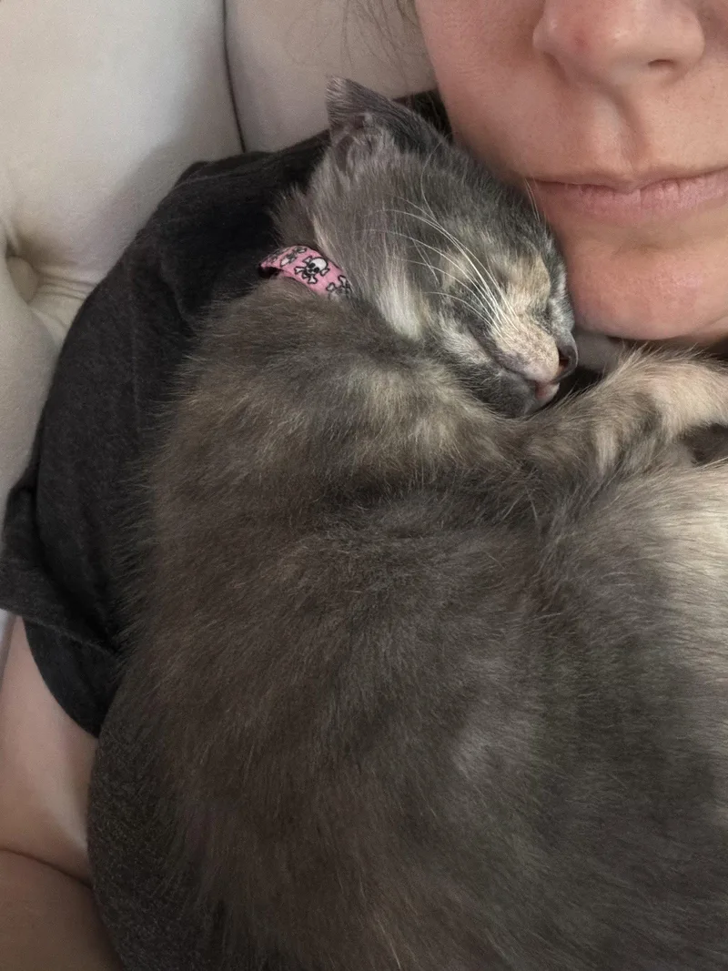A baby medium-sized female Calico cat named Rey for adoption in Orlando, FL
