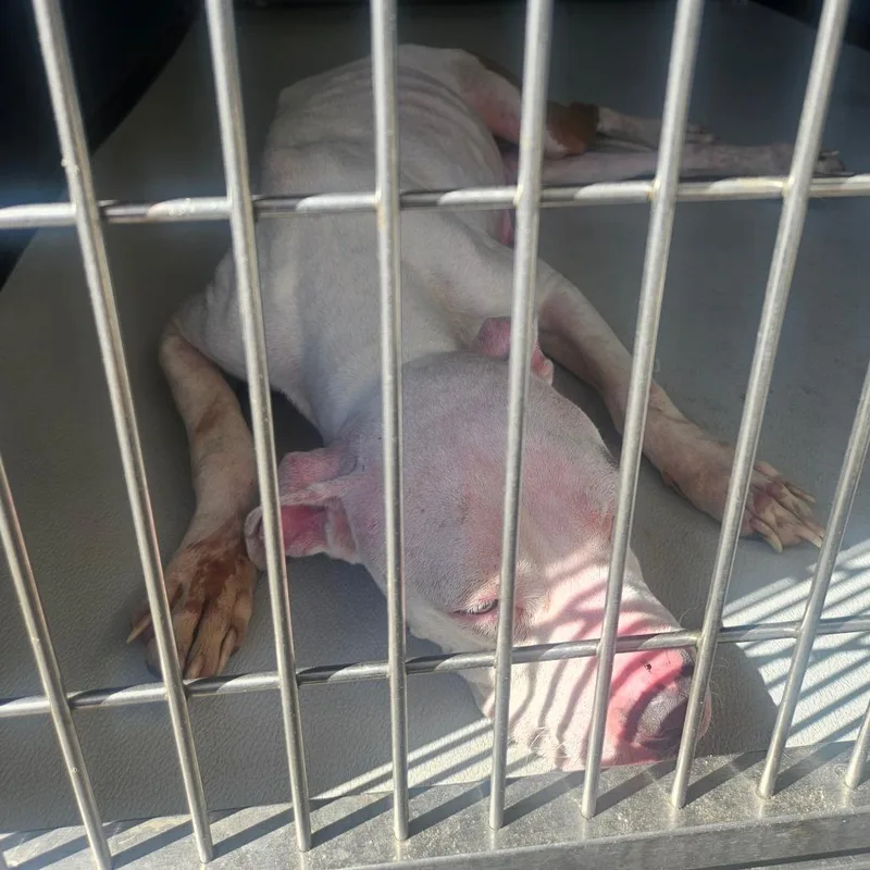 An adult medium-sized female White / Cream American Staffordshire Terrier dog named Charlotte for adoption in Greenville, SC