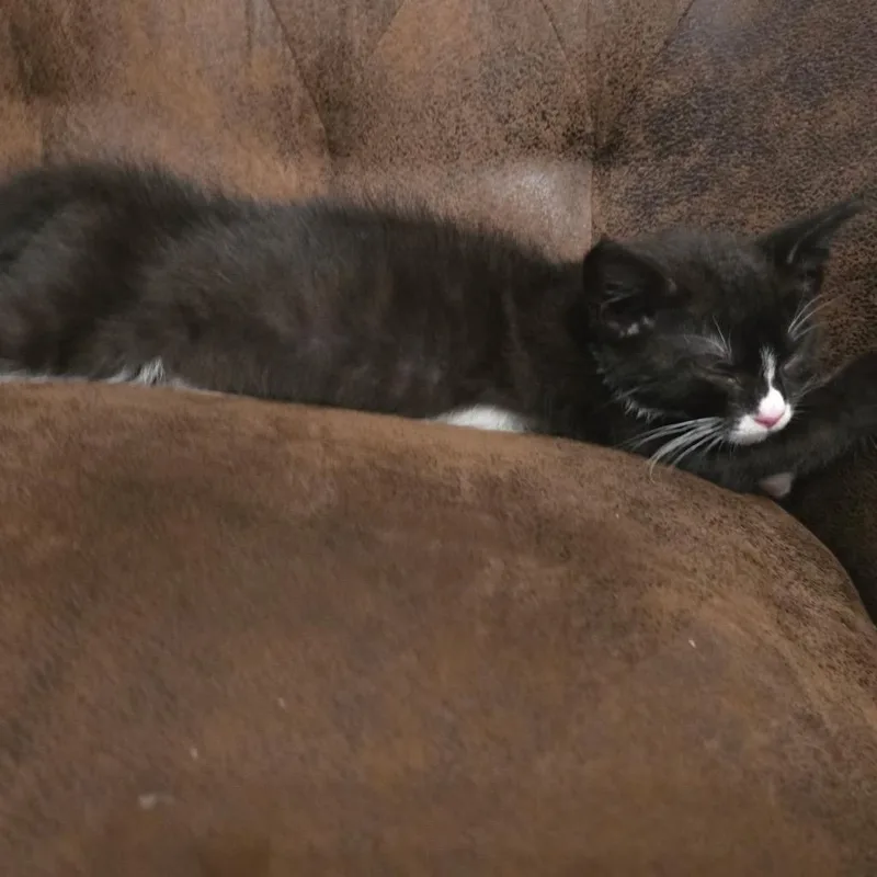 A baby small-sized female Black Domestic Short Hair cat named Scout for adoption in Waldorf, MD