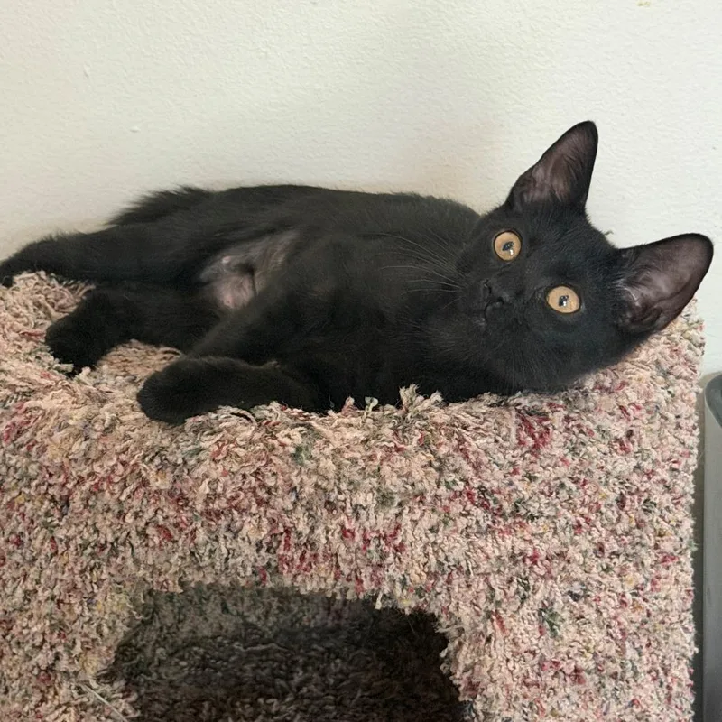 A baby small-sized female Black Domestic Short Hair cat named Ringo for adoption in Pittsburgh, PA