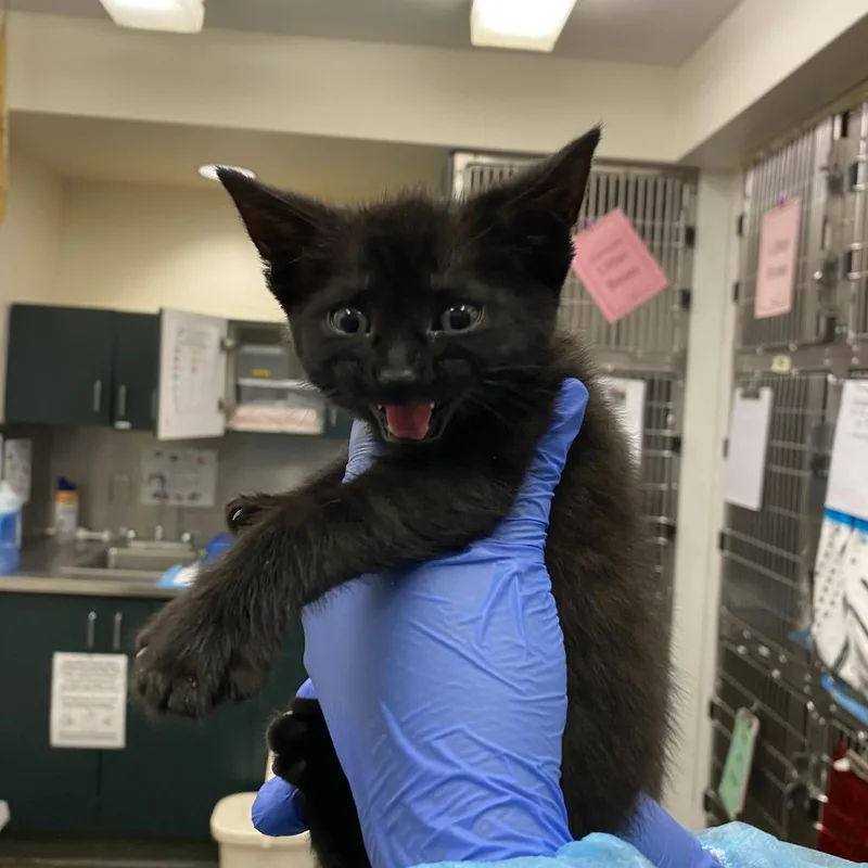 A baby small-sized female Black Domestic Short Hair cat named Marina for adoption in Los Angeles, CA