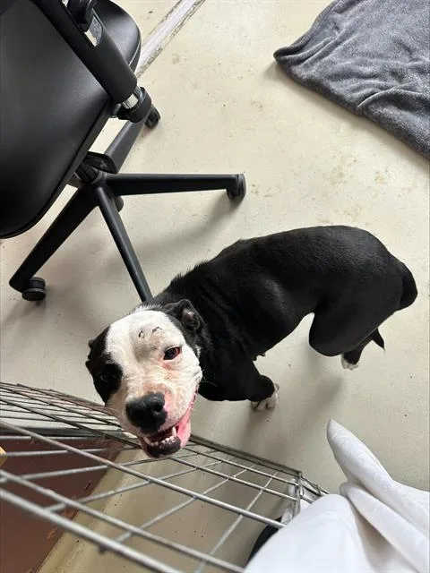 A young small-sized female Boston Terrier dog named Trifecta for adoption in Santa Cruz, CA