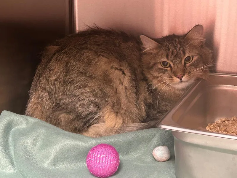 A baby medium-sized male Domestic Medium Hair cat named Squirrel for adoption in Logan, UT