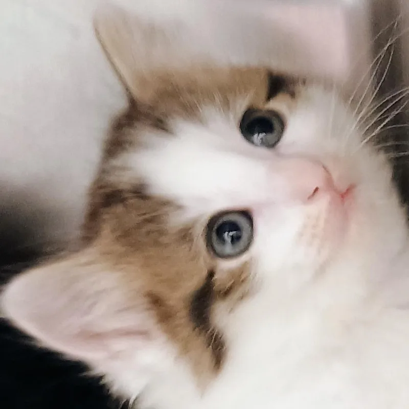 A baby small-sized female White Domestic Medium Hair cat named Annabeth for adoption in Palestine, TX