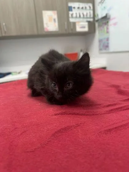 Fluffles