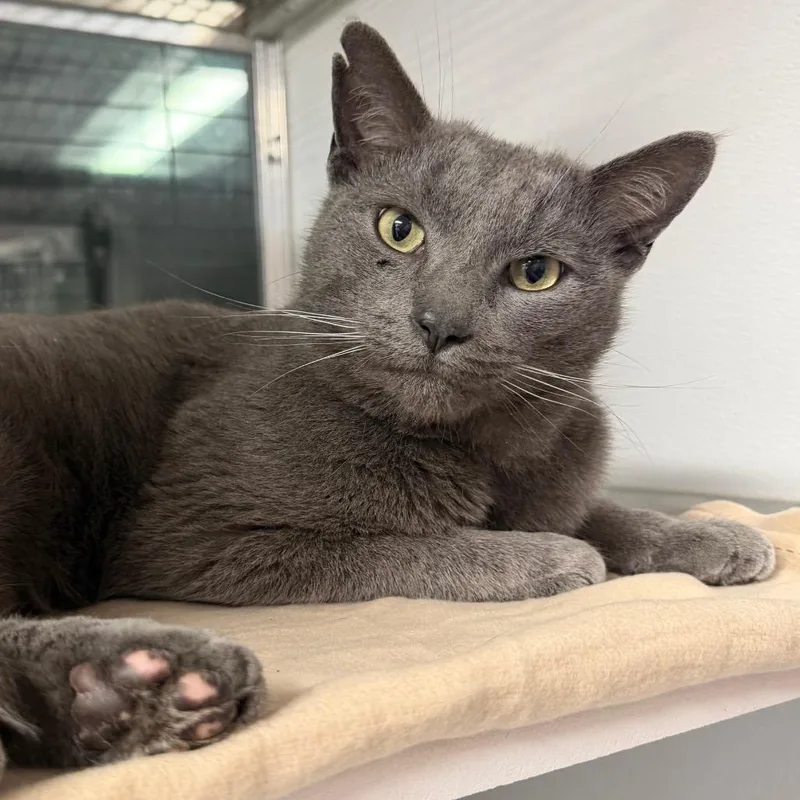 An adult large-sized male Domestic Short Hair cat named Picolo for adoption in Binghamton, NY