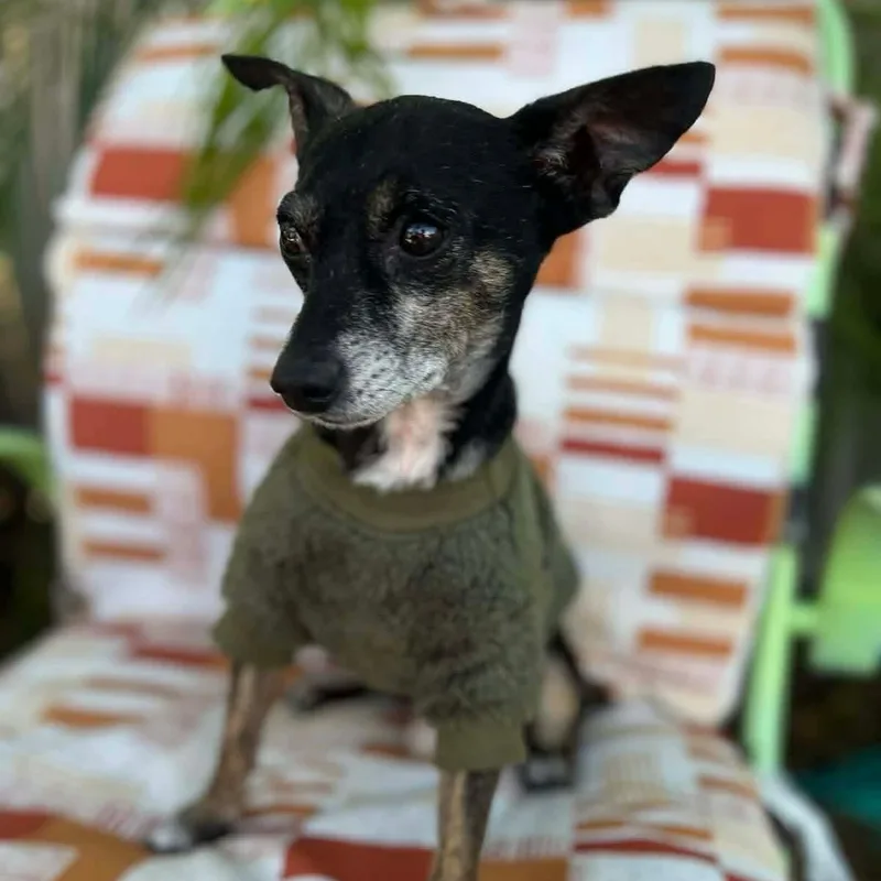 An adult small-sized male Black Chihuahua dog named Benito for adoption in Warren, RI