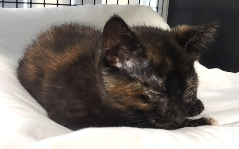 Seraphina thumbnail 2