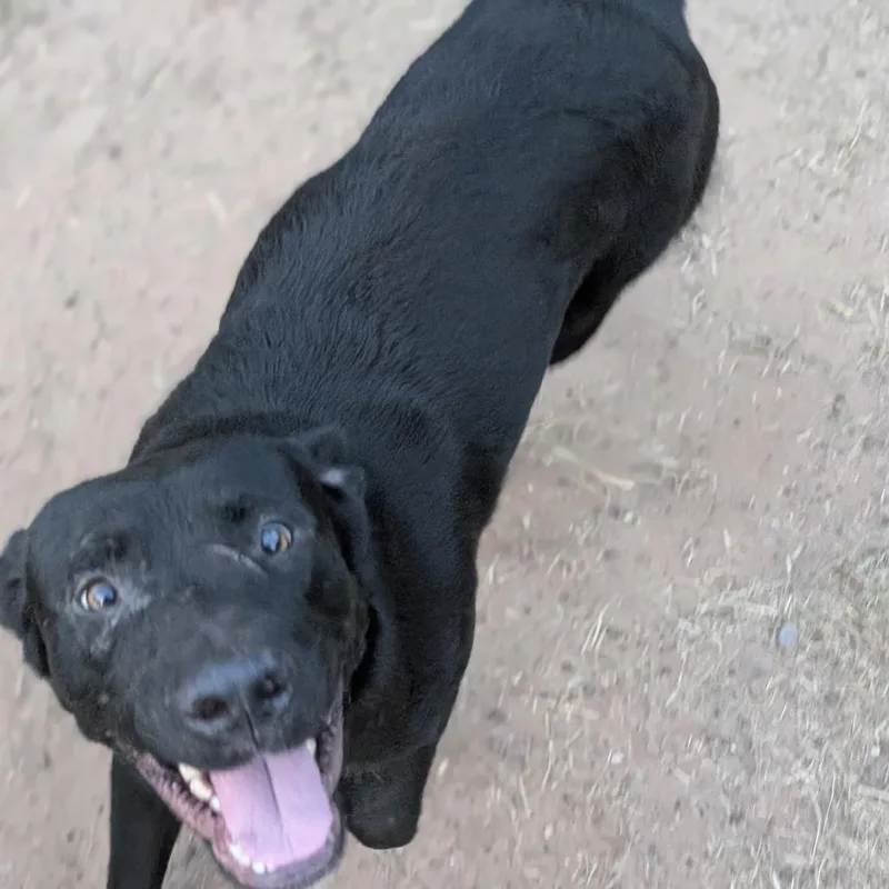 An adult large-sized male Black Labrador Retriever dog named timmy MPACStray_ for adoption in Marshall, TX