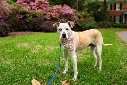 A senior medium-sized female Mixed Breed dog named Freckles for adoption in Atlanta, GA